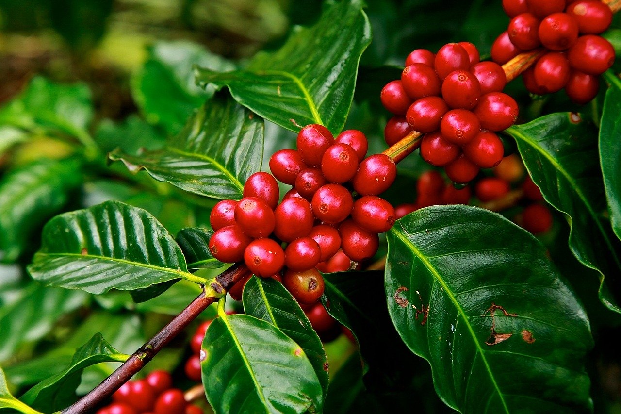 Reife rote Kaffeebohnen hängen an einem Zweig mit grünen Blättern.
